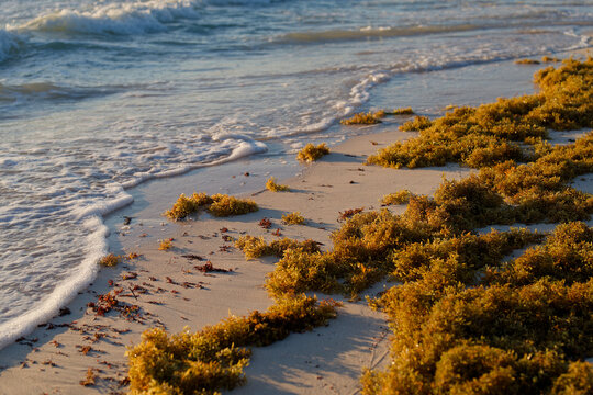 Sargassum seaweed on a sandy beach with waves at sunrise in Tulum, Mexico. Closeup of Sargassum seaweed on on the shore at golden hour. Environmental issues that affect tourism in Caribbean region.