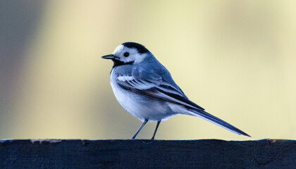 blue tit on a branch © lazalnik