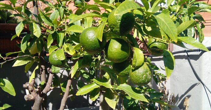Unripe green oranges growing on orange tree in sunny Mediterranean garden in Italy