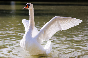 White swan spreading wings in water © Serjedi