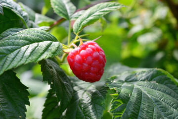 Single Red Raspberry Hanging on a Bush in the Garden, front view © Irina