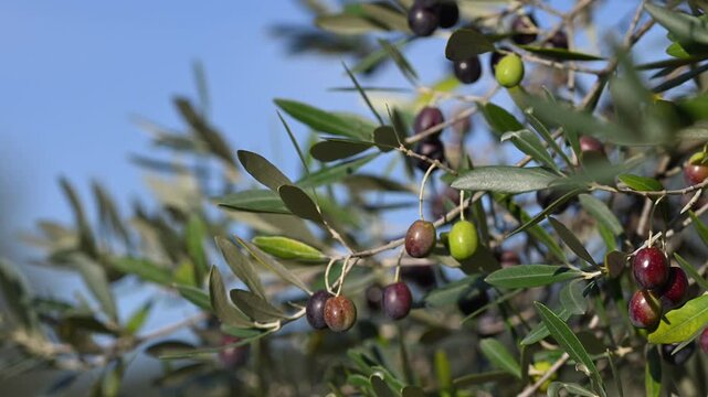 Cinematic Olive Branches in Slow Motion - 120fps Nature B-Roll
