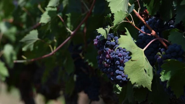 Cinematic Wine Grapes Vineyard Slow Motion - 120fps Macro Footage