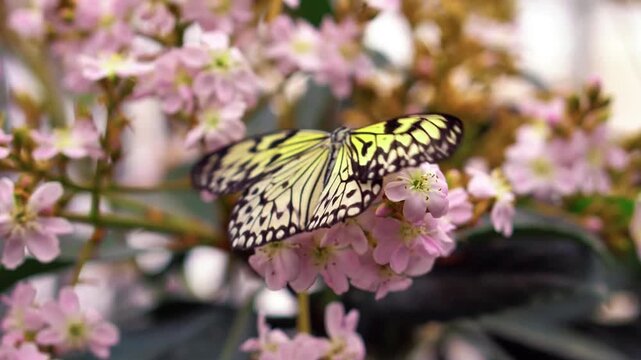 Elegant paper kite butterfly resting on delicate pink flowers in a tropical garden close up