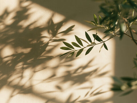 Green olive tree branch casting natural sunlight shadows on a warm neutral textured wall background.
