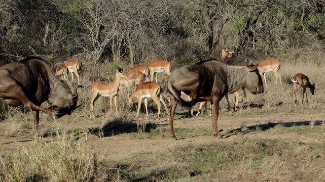 An impala herd and Blue wildebeest together, early morning