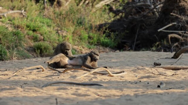  The chacma baboon grooming in golden light