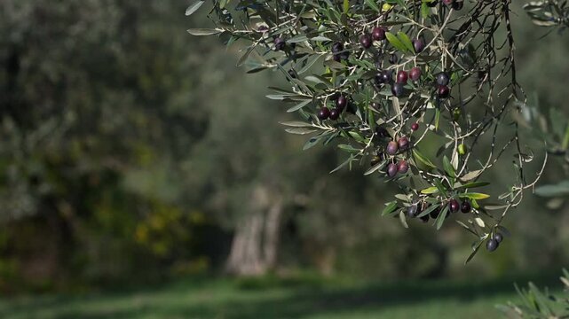 Cinematic Olive Branches in Slow Motion - 120fps Nature B-Roll