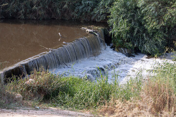 Water cascades over low concrete weir into  foaming stream surrounded by dense reeds, grasses and overhanging vegetation. Nahal Alexander Stream (Alexander River), Israel. © elenarostunova
