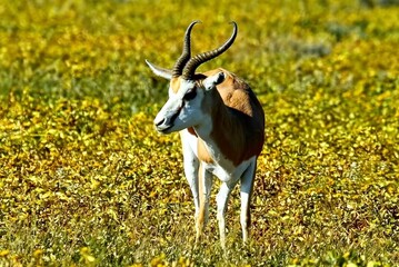 antelope in the grass © Zain