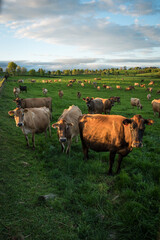 Rural scene, Herd of Jersey and Jersey cross dairy cows grazing in green grass © Nathan McClunie