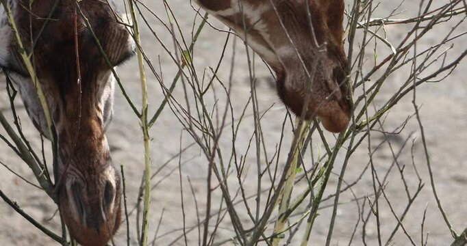 Two giraffes browse on woody branches and green shoots, their patterned necks and muzzles surrounded by a dense tangle of twigs in warm natural light.