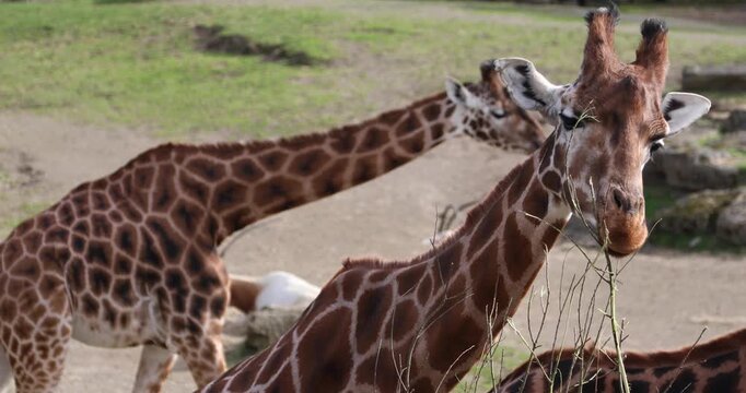 A giraffe chews a thorny twig, revealing its patterned coat, long eyelashes and powerful muzzle in warm sunlight, with a resting antelope in the background.
