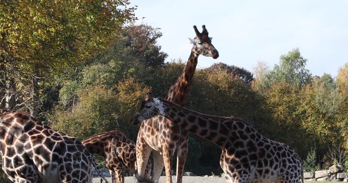 Several giraffes raise their long necks against a bright, cloudy sky, framed by dark tree branches and green leaves in a striking natural silhouette.