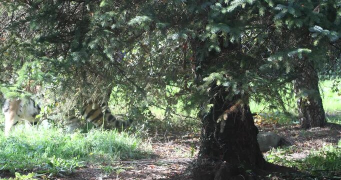 A tiger walks through a shaded woodland, its powerful striped body moving across the forest floor beneath trees and patches of dappled sunlight.