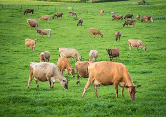 Rural scene, Herd of Jersey and Jersey cross dairy cows grazing in green grass © Nathan McClunie