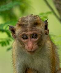 Toque Macaque Holding an Alert Gaze in Forest Habitat in Sri Lanka © Prasanna