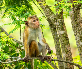 Toque Macaque Sitting Alert on a Forest Branch in Sri Lanka © Prasanna