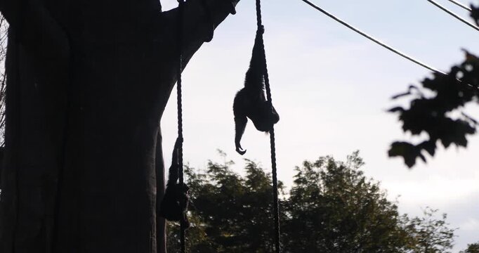 Two primates climb and hang from a rope ladder beside a tree, their dark silhouettes outlined against a bright sky and framed by leafy branches.