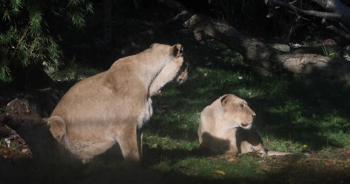 One lioness yawns widely, exposing her teeth and pink tongue, while another rests nearby in a shaded woodland clearing with grass, fallen leaves and scattered branches.