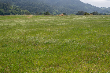 Vast green meadow stretches toward forested hills under soft daylight. Grasses sway gently, hinting at breeze movement. Scene feels peaceful and untouched, perfect for nature or travel themes © AlbertoRodriguez
