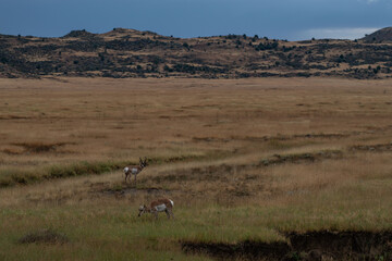 Two pronghorn grazing and standing alert in grassland © Look Around Studio