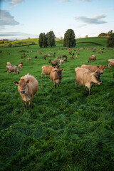 Rural scene, Herd of Jersey and Jersey cross dairy cows grazing in green grass © Nathan McClunie