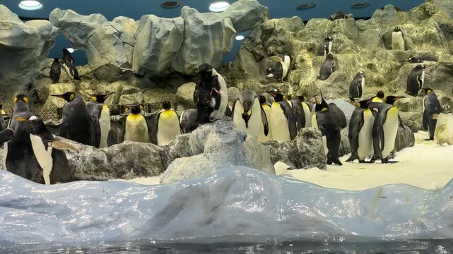 Colony of King Penguins Aptenodytes patagonicus in Polar Zoo Habitat with Ice and Rocky Landscape
