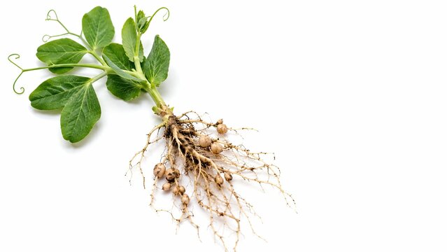 An uprooted pea plant with green leaves, delicate roots, and visible nitrogen-fixing root nodules isolated on a white background.