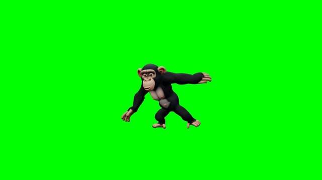 Chimpanzee performing energetic locking dance on green screen. 4K Video