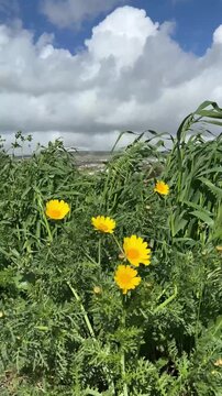 Wild Yellow Crown Daisy Flowers Blowing in the Wind Under Cloudy Sky