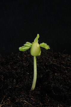 The young tamarind tree is sprouting