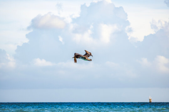 Close up view of brown pelican flying above Caribbean Sea against cloudy sky. Aruba.