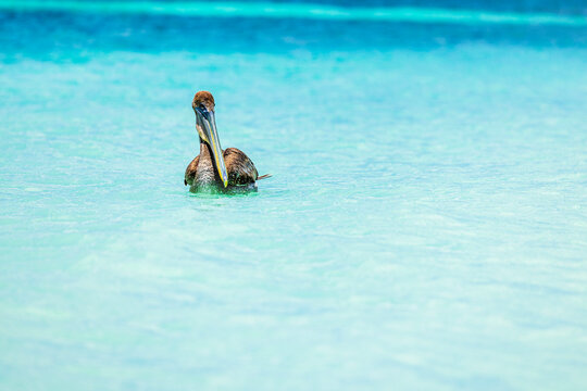 Close-up view of brown pelican floating in turquoise waters of Caribbean Sea. Aruba.