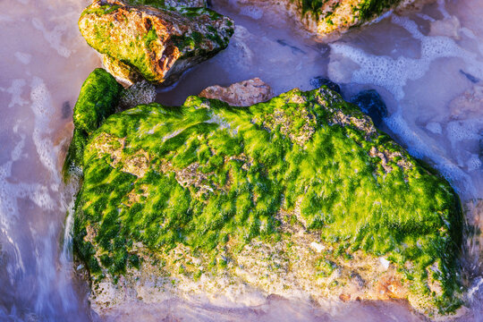 Close-up view of sunlit rocks covered in green algae as foamy seawater washes over sandy shore. Aruba.