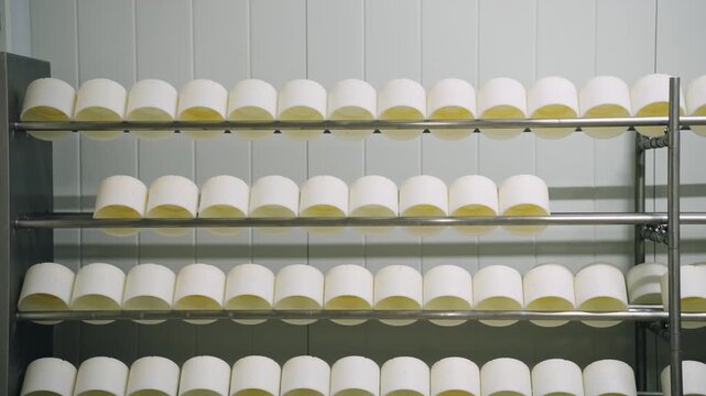 Rows of fresh cheese wheels maturing on metal racks. Artisanal dairy production process in a Spanish factory storage for fermentation