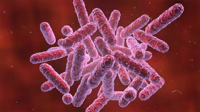 Enterobacteria, 3D animation. Rod-shaped Gram-negative bacteria representing clinically important enteric pathogens associated with intestinal, urinary, bloodstream and hospital-acquired infections.