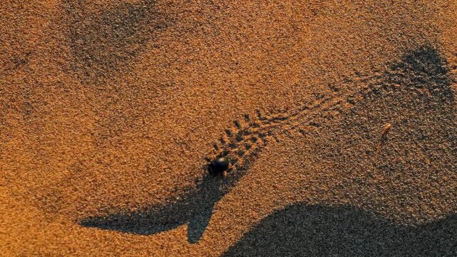 A slow-motion beetle walks across the desert sand at sunset, leaving a clear trail behind it as the golden light of the setting sun illuminates the dunes.