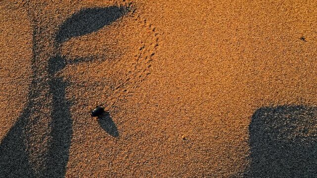 A slow-motion beetle walks across the sand at sunset, leaving a clear trail behind it as the golden light of the setting sun illuminates the sand.