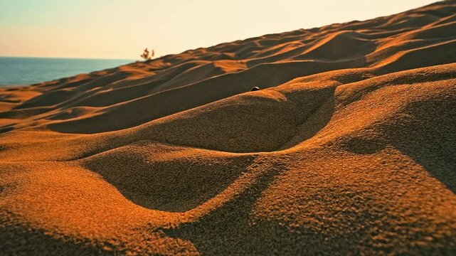 A Dor beetle (Anoplotrupes stercorosus) walks on desert sand at sunset, leaving delicate tracks in the golden light.