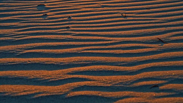 A close-up view of desert sand glowing in the yellow hues of sunset, revealing its warm texture and natural details.