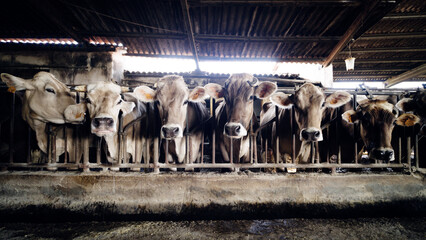Dairy cows lined in a barn stall facing camera at feeding time, close up front view showing heads, tags and muzzles © DMegias
