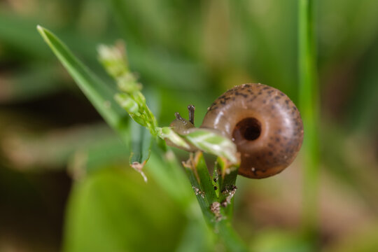 Southern Flatcoil snail on a grass seed head, underside