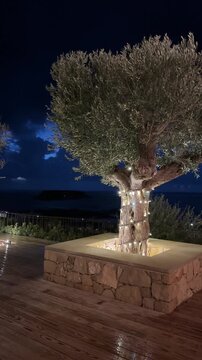 Panning Shot of Illuminated Olive Tree on Wooden Terrace at Night by the Sea