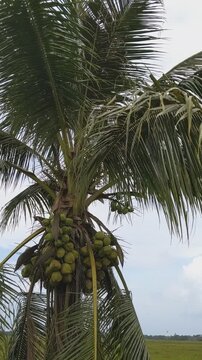 A tall coconut tree heavily loaded with clusters of fresh green coconuts under the sky
