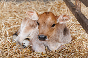 Cute young calf with a russet face and pink-lined ears resting in golden straw behind a wooden fence, gentle portrait of newborn farm life. © Ostrovskajah