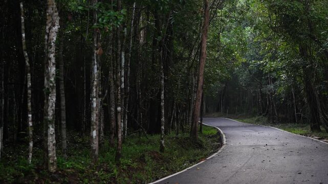 Winding Road Through Dense Tropical Forest