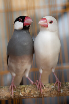 Gray and white Java sparrows perched together in a cage