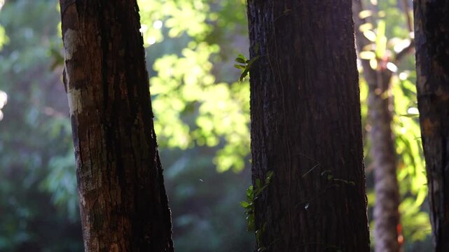 Sunlight Glowing Between Tropical Forest Tree Trunks