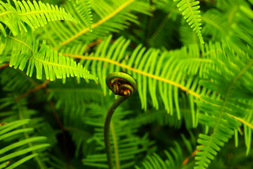 Close-up of a young uncurling fern fiddlehead surrounded by vibrant green fern fronds © domi